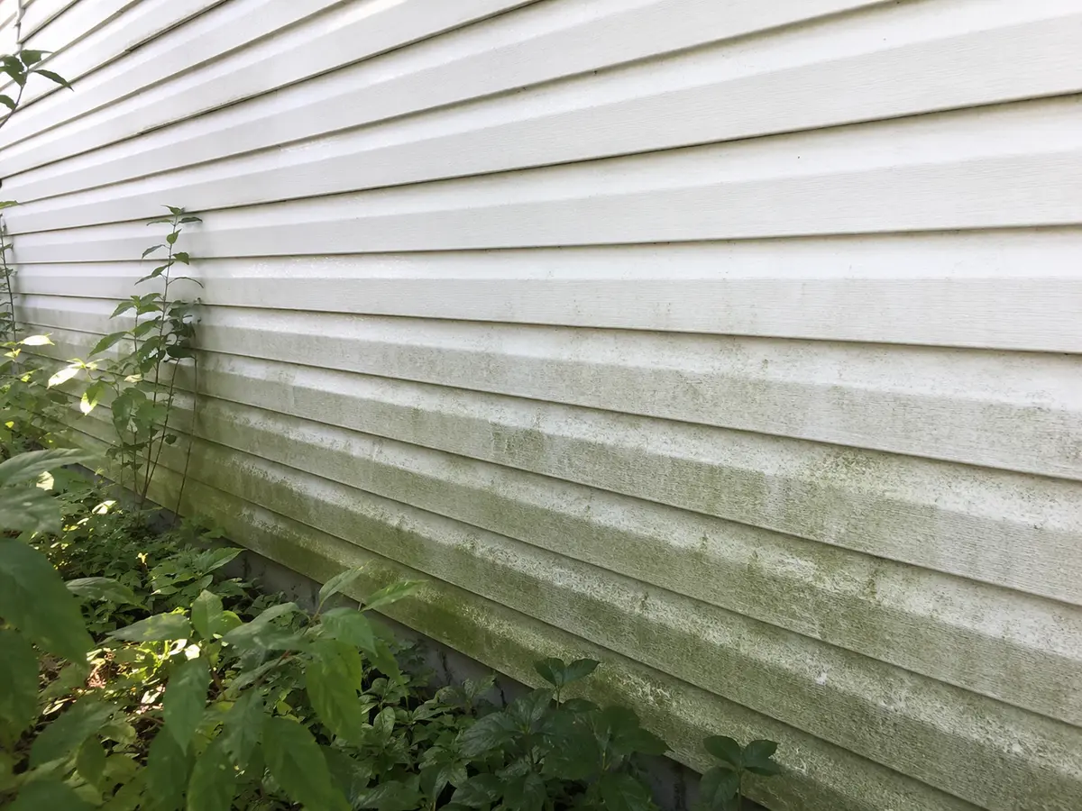 Green organic growth concentrated along the lower portion of shaded white vinyl siding
